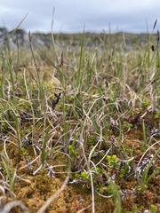 Carex rariflora