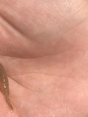 Crangon septemspinosa