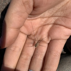 Rilaena triangularis