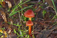 Cortinarius kula