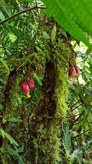 Drymonia coccinea