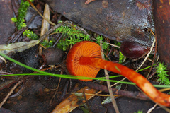 Cortinarius kula