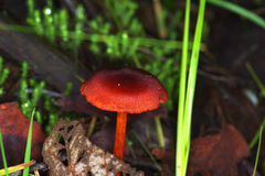 Cortinarius kula