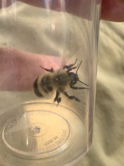 Bombus perplexus