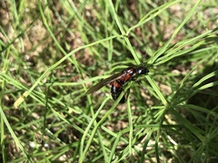 Camponotus hemichlaena