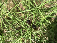 Camponotus hemichlaena