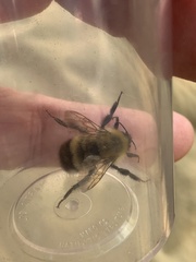 Bombus perplexus