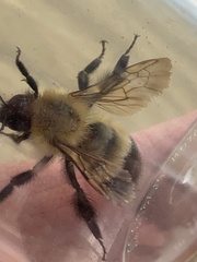 Bombus perplexus