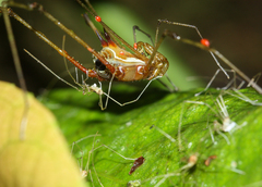 Ventrivomer ancyrophorus