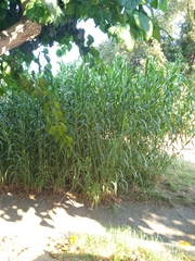 Arundo donax