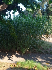 Arundo donax