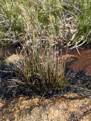 Juncus biglumis