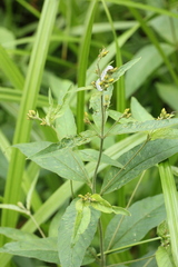 Lysimachia vulgaris