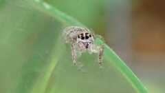 Macaroeris nidicolens