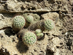 Mammillaria jaliscana