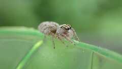 Macaroeris nidicolens