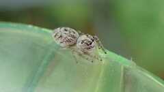 Macaroeris nidicolens