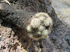 Mammillaria jaliscana