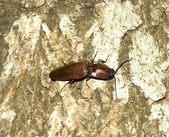 Deilelater mexicanus