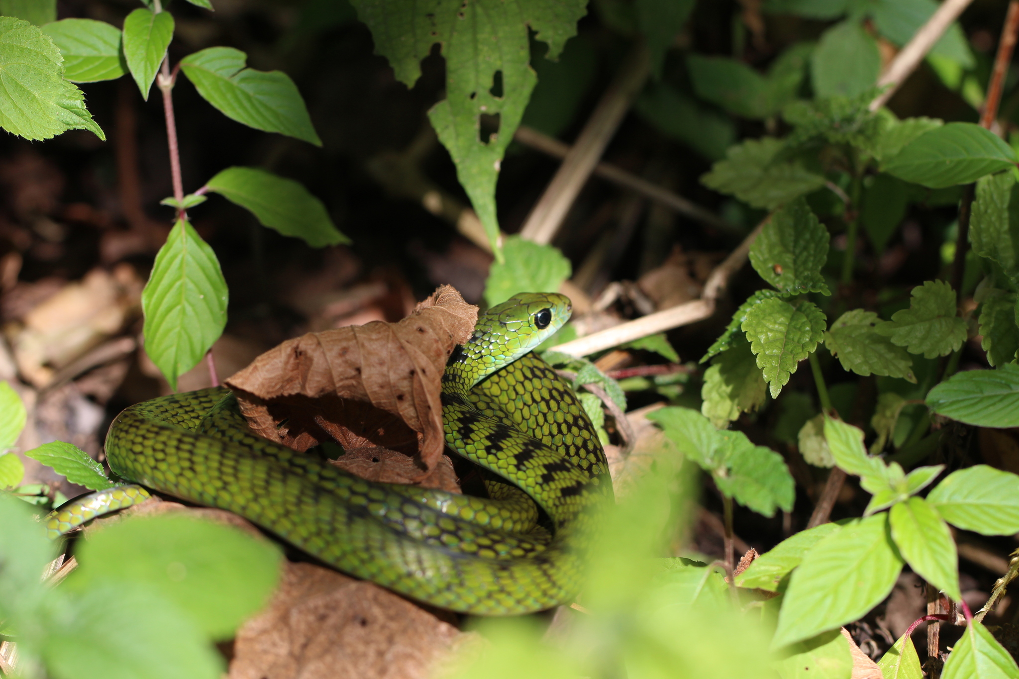 Ruanda Emerald Green Snake photo 2