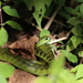 Ruanda Emerald Green Snake - Photo (c) biancazoletto, some rights reserved (CC BY-NC)