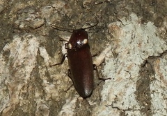 Deilelater mexicanus