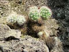 Mammillaria jaliscana