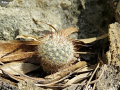 Mammillaria jaliscana