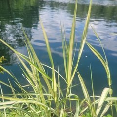 Phalaris arundinacea picta