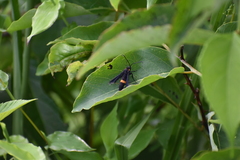 Sannina uroceriformis