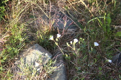 Dichodon cerastoides
