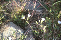Dichodon cerastoides