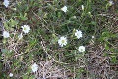 Dichodon cerastoides