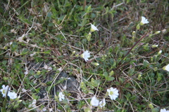 Dichodon cerastoides