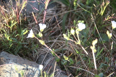 Dichodon cerastoides