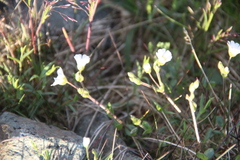 Dichodon cerastoides