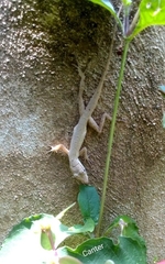 Anolis sericeus