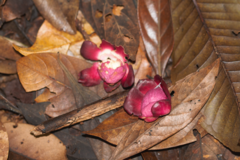 Corythophora amapaensis
