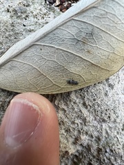 Cephalotes kukulcan