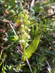 Pseudorchis straminea
