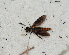Nemomydas jonesii