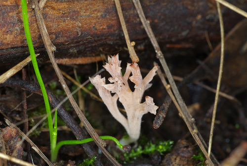 Clavulina vinaceocervina image