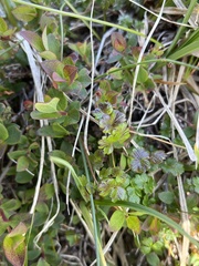 Thalictrum alpinum
