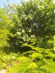 Heliocarpus velutinus