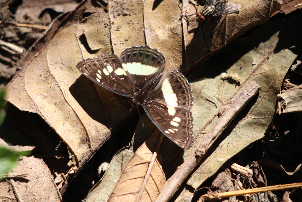 Pseudathyma plutonica