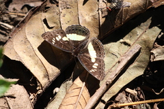 Pseudathyma plutonica