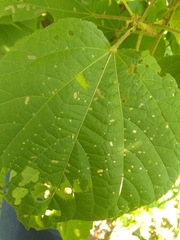 Heliocarpus velutinus