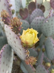 Opuntia rufida
