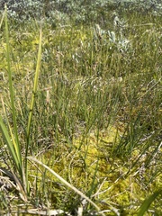 Carex rariflora
