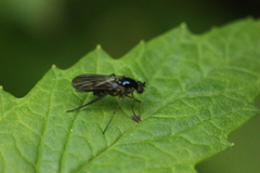 Dolichopus
